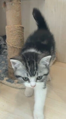 猫零食