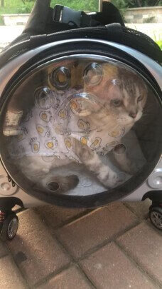 猫包