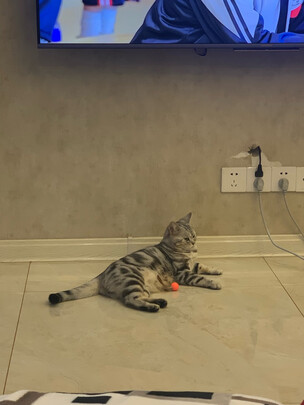 逗猫玩具