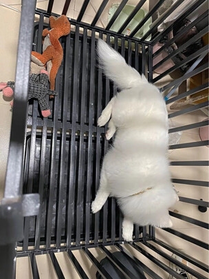  狗笼