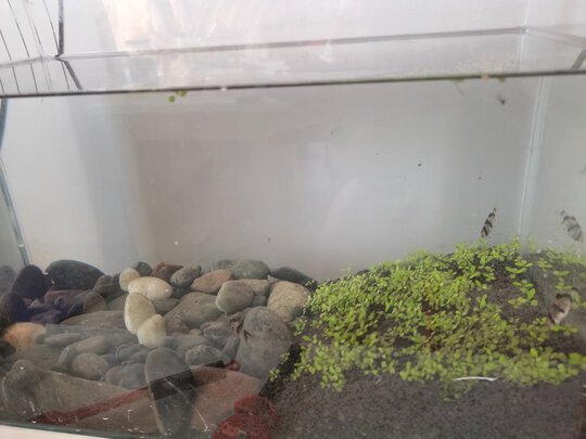 水草种子