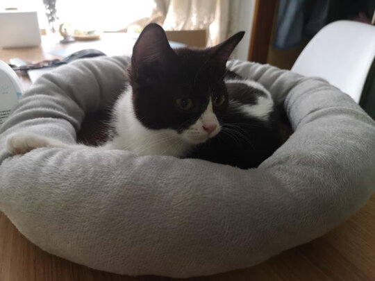 猫窝