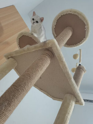 猫爬架