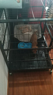  狗笼