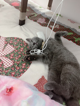  猫咪剃脚毛器