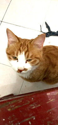 豆腐猫砂