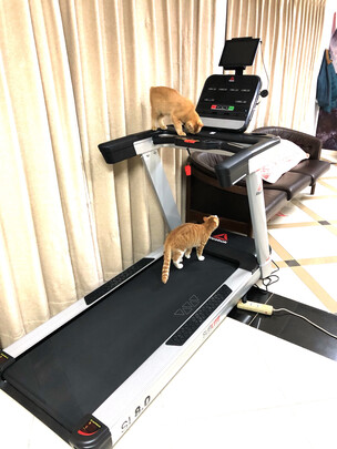 ReebokSL8.0跑步机|ReebokSL8.0跑步机怎么样？亲身体验告知你实情！