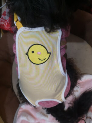 狗狗生理裤