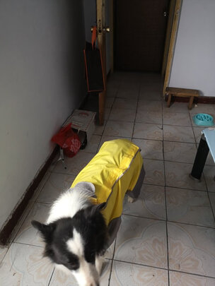 狗狗雨衣