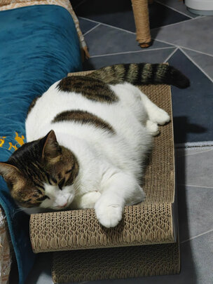 猫抓板