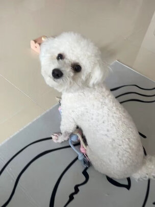  狗狗剃毛器