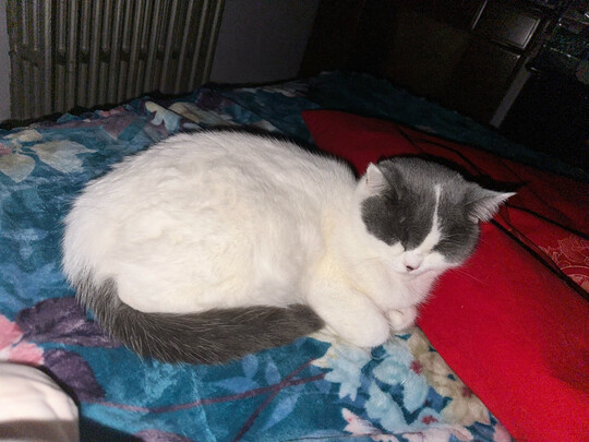 猫粮