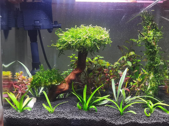 水草泥