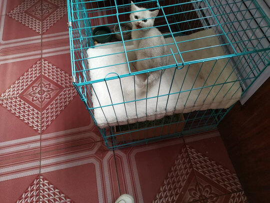猫笼