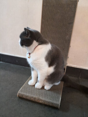 猫抓板