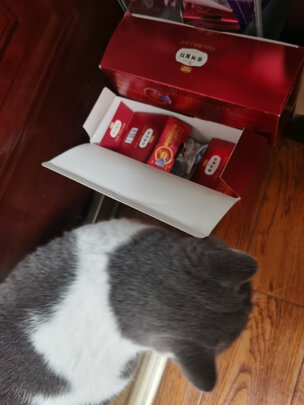 猫罐头