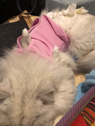 猫咪手术服