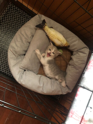 猫笼