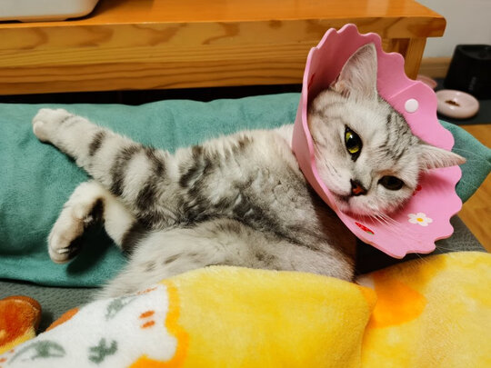 猫咪手术服