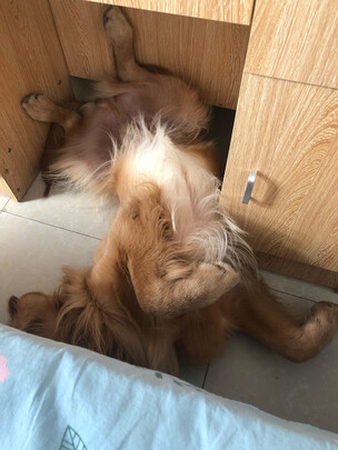 狗粮