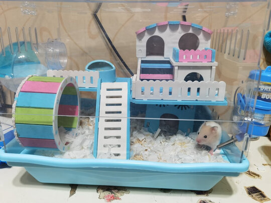 仓鼠木屑