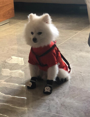 狗粮