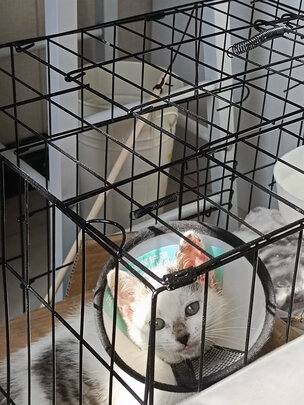 狗笼
