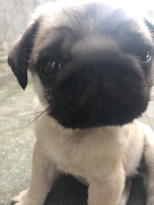  狗狗电推剪