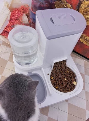 猫碗狗碗