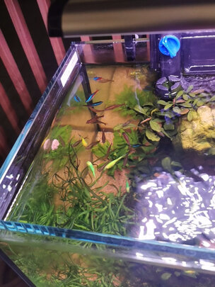 鱼缸硝化细菌