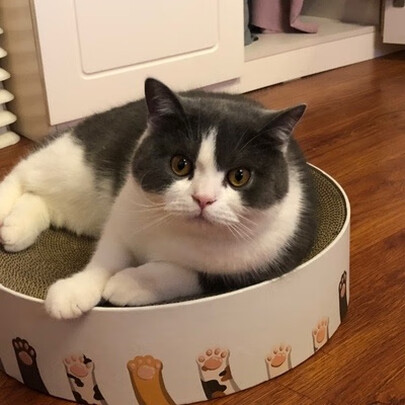 猫窝