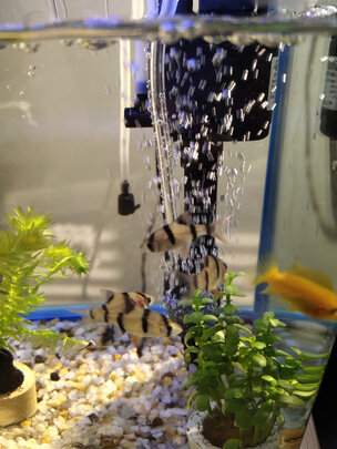 鱼缸氧气泵