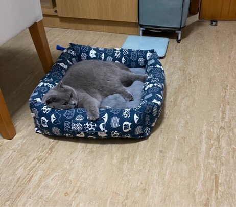 猫粮