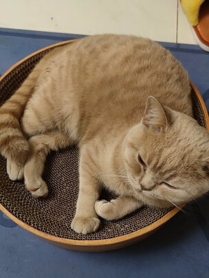 猫抓板