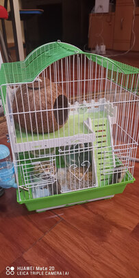 仓鼠木屑