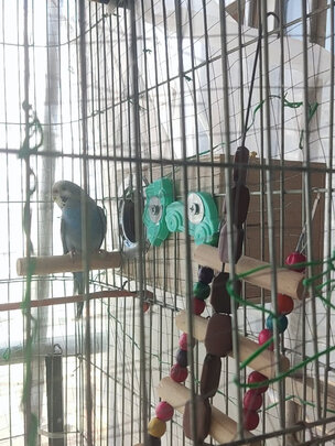 鸟笼