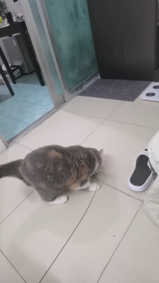 逗猫玩具