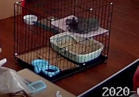 猫砂盆