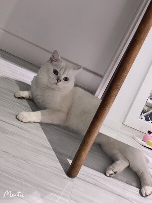 猫冻干