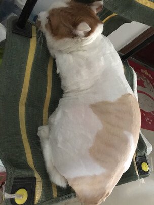 狗狗剃毛器