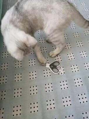 猫咪指甲剪