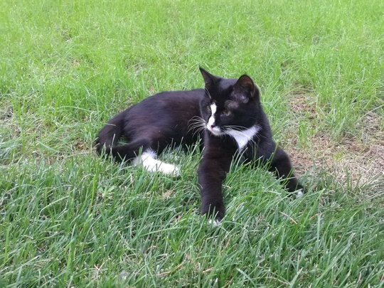 猫罐头
