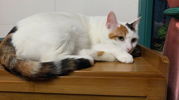 猫粮