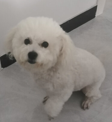 狗粮