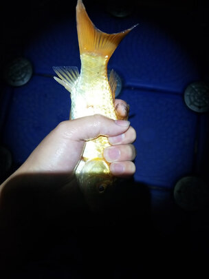 求助富源百川巅覆大物鱼竿怎么样?用过经验解密