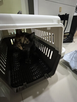 猫包