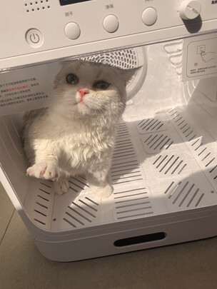  宠物烘干箱