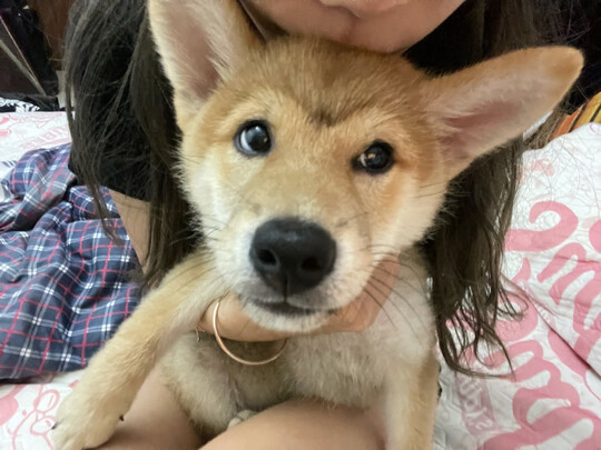 狗粮