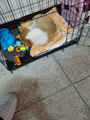  狗笼