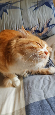 猫粮